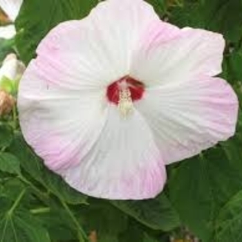 Hibiscus moscheutos 'Pinot Grigio' 