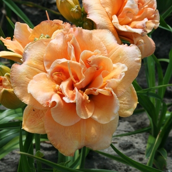 Hemerocallis 'Isabella Marafi' 