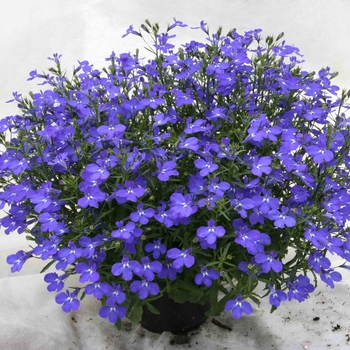 Lobelia erinus Magadi™ 'Dark Blue'