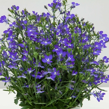 Lobelia erinus Magadi™ 'Compact Dark Blue'