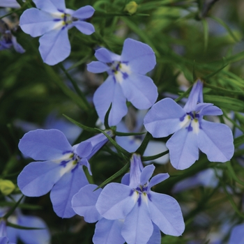 Lobelia erinus 'Electric Blue' 