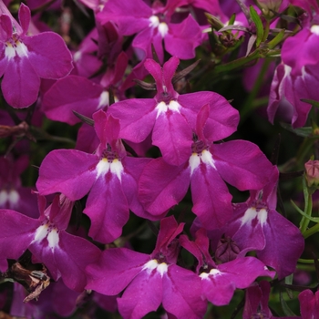 Lobelia erinus Magadi™ 'Electric Purple'