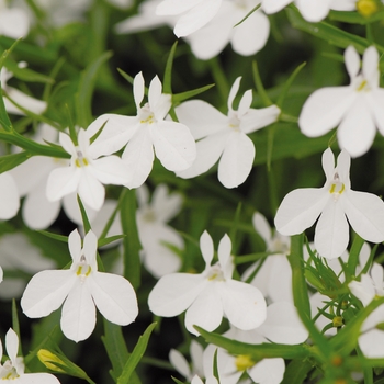 Lobelia erinus 'White' 