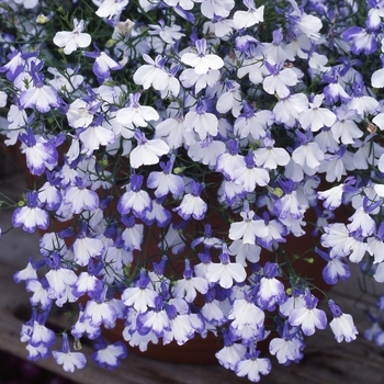 Lobelia erinus Regatta 'Blue Splash'