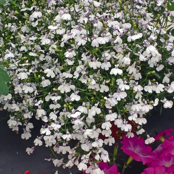 Lobelia erinus Regatta 'Lilac Splash'