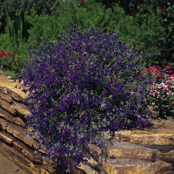 Lobelia erinus Regatta 'Marine Blue'