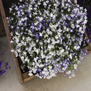 Lobelia erinus Regatta Sky Blue