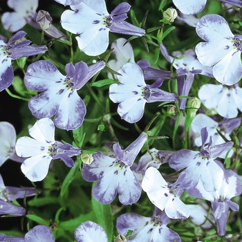 Lobelia erinus 'Blue Splash' 