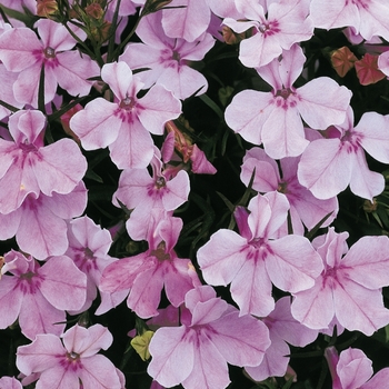 Lobelia erinus 'Lilac' 