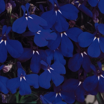 Lobelia erinus 'Midnight Blue' 