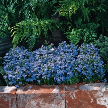 Lobelia erinus 'Sky Blue' 