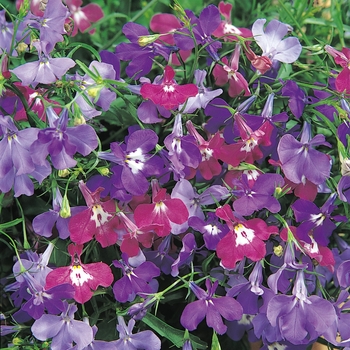 Lobelia erinus Riviera 'Springtime Blues Mix'