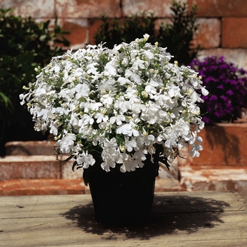 Lobelia erinus Riviera 'White'