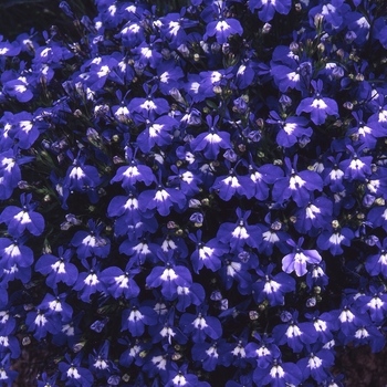 Lobelia erinus 'Sapphire'