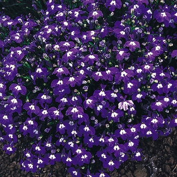 Lobelia erinus 'Sapphire Pendula'