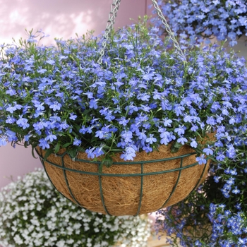 Lobelia erinus 'Blue' 