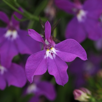 Lobelia erinus 'Purple' 