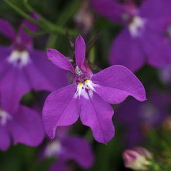 Lobelia erinus Waterfall™ 'Purple'