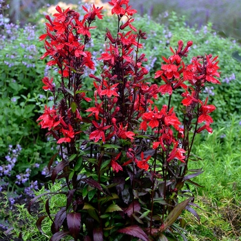 Lobelia speciosa 'Vulcan Red'