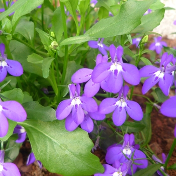 Lobelia erinus 'Blue' 