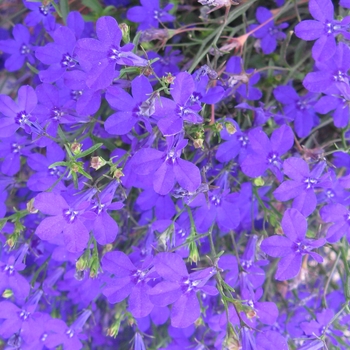 Lobelia erinus California® 'Dark Blue'