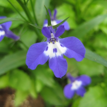 Lobelia erinus Waterfall™ 'Dark Blue Eye'