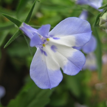 Lobelia erinus 'Light Blue White' 