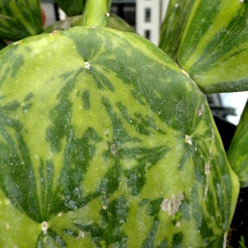 Opuntia cochenillifera 'Variegata' 