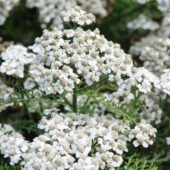 Achillea millefolium New Vintage™ White