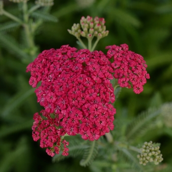 Achillea millefolium 'Angie' 