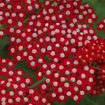 Achillea millefolium 'Laura' 