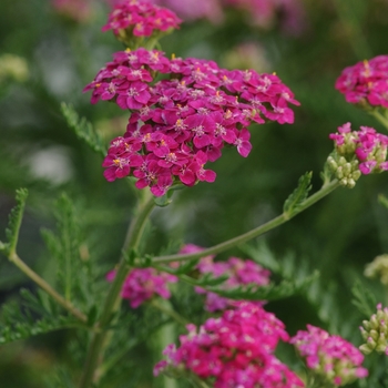 Achillea millefolium 'Layla' 