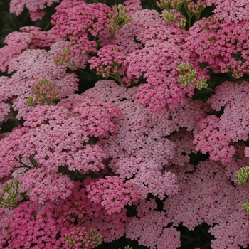 Achillea millefolium Song Siren™ 'Little Susie'