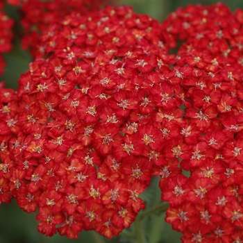 Achillea millefolium 'Pretty Woman' 