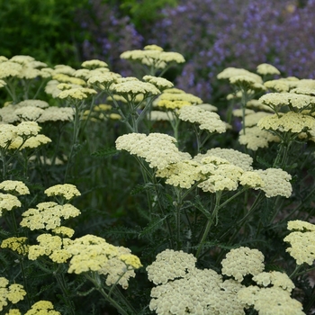 Achillea 'Moon Dust™'