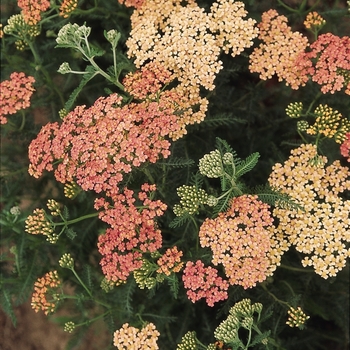 Achillea millefolium 'Apple Blossom' 