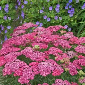 Achillea millefolium 'Seduction Saucy'