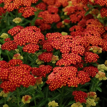 Achillea millefolium 'Seduction Strawberry'