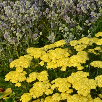 Achillea Moon Dust