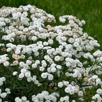 Achillea ptarmica 'Peter Cottontail'