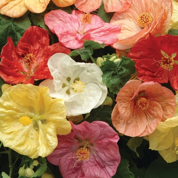 Abutilon Bella 'Select Mix'