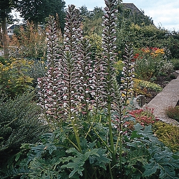 Acanthus mollis 