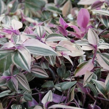 Tradescantia fluminensis 'Rainbow' 