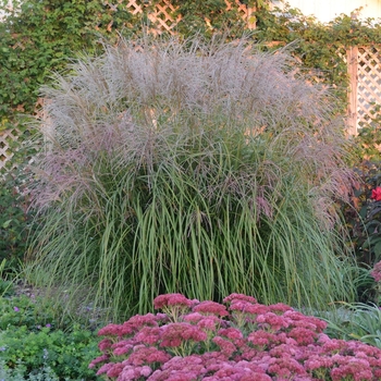 Miscanthus sinensis 'Autumn Anthem'