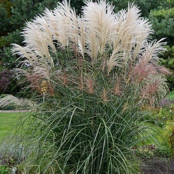 Miscanthus sinensis 'Encore'