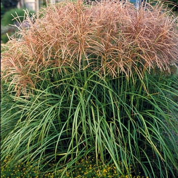 Miscanthus sinensis 'Huron Sunrise'