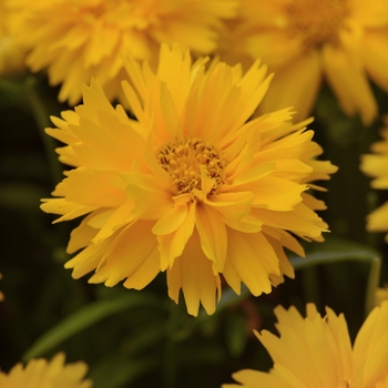 Coreopsis grandiflora 'Double the Sun' 