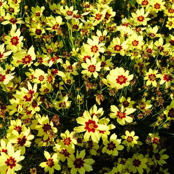 Coreopsis grandiflora 'Electric Sunshine'