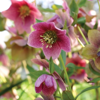 Helleborus 'Red Mountain'