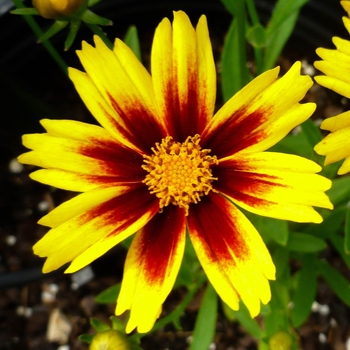 Coreopsis grandiflora 'Golden Stardust'